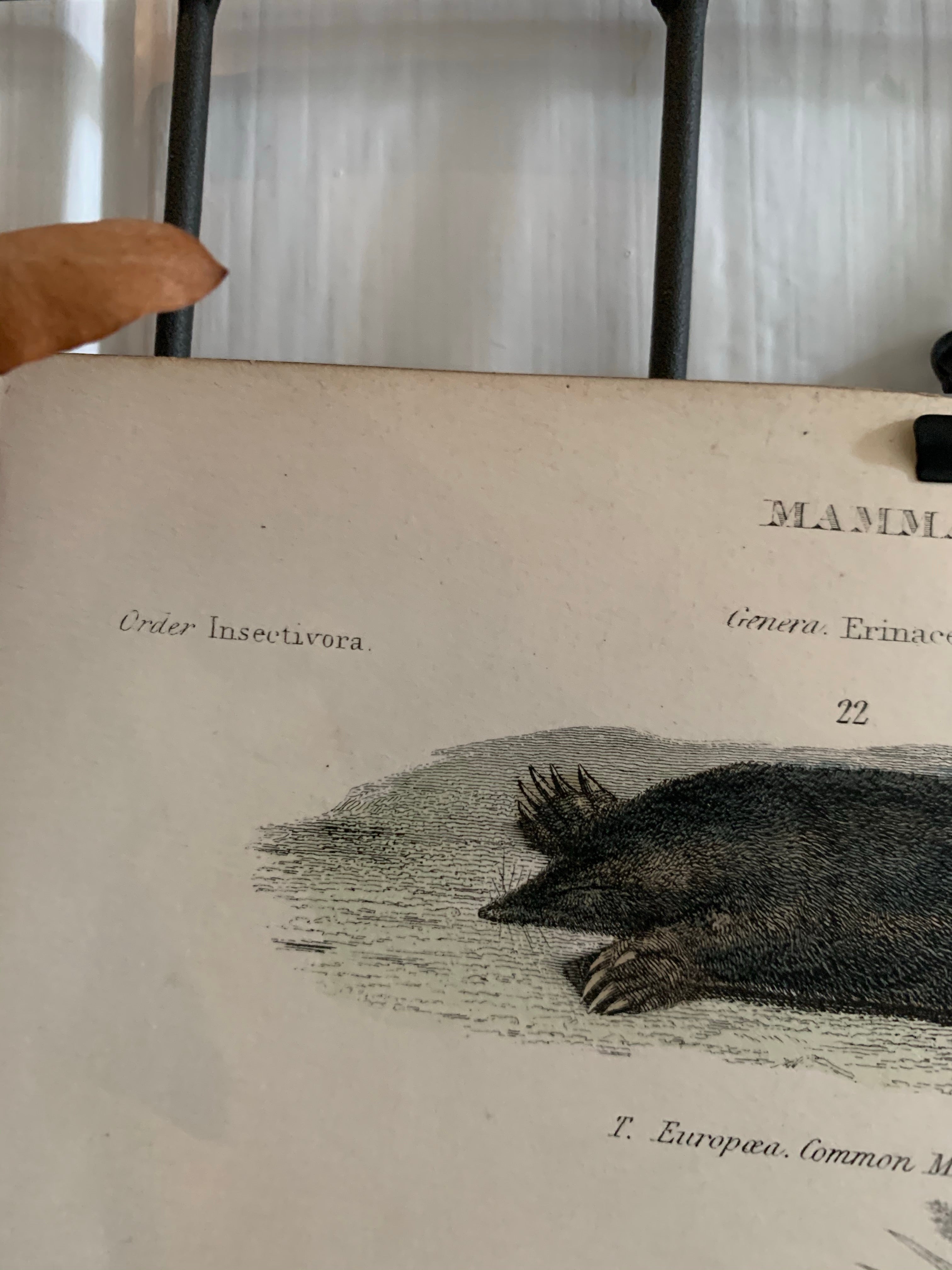 19th Century Coloured Engravings of Mammals: Hedgehogs, Shrews, Moles & Dogs
