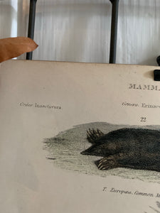 19th Century Coloured Engravings of Mammals: Hedgehogs, Shrews, Moles & Dogs