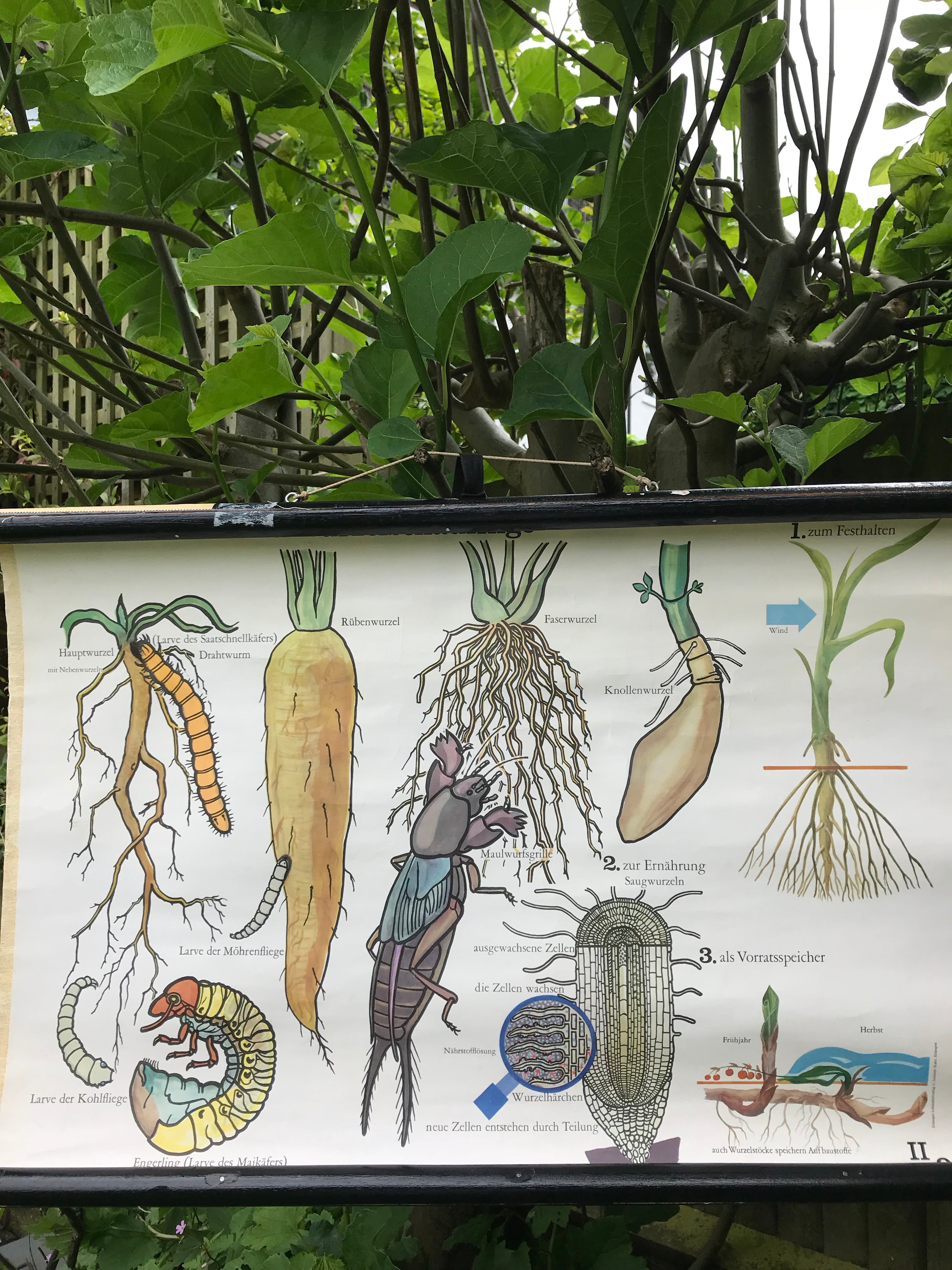 Vintage Botanical School Chart of Root Vegetables and Pests