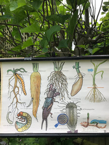 Vintage Botanical School Chart of Root Vegetables and Pests
