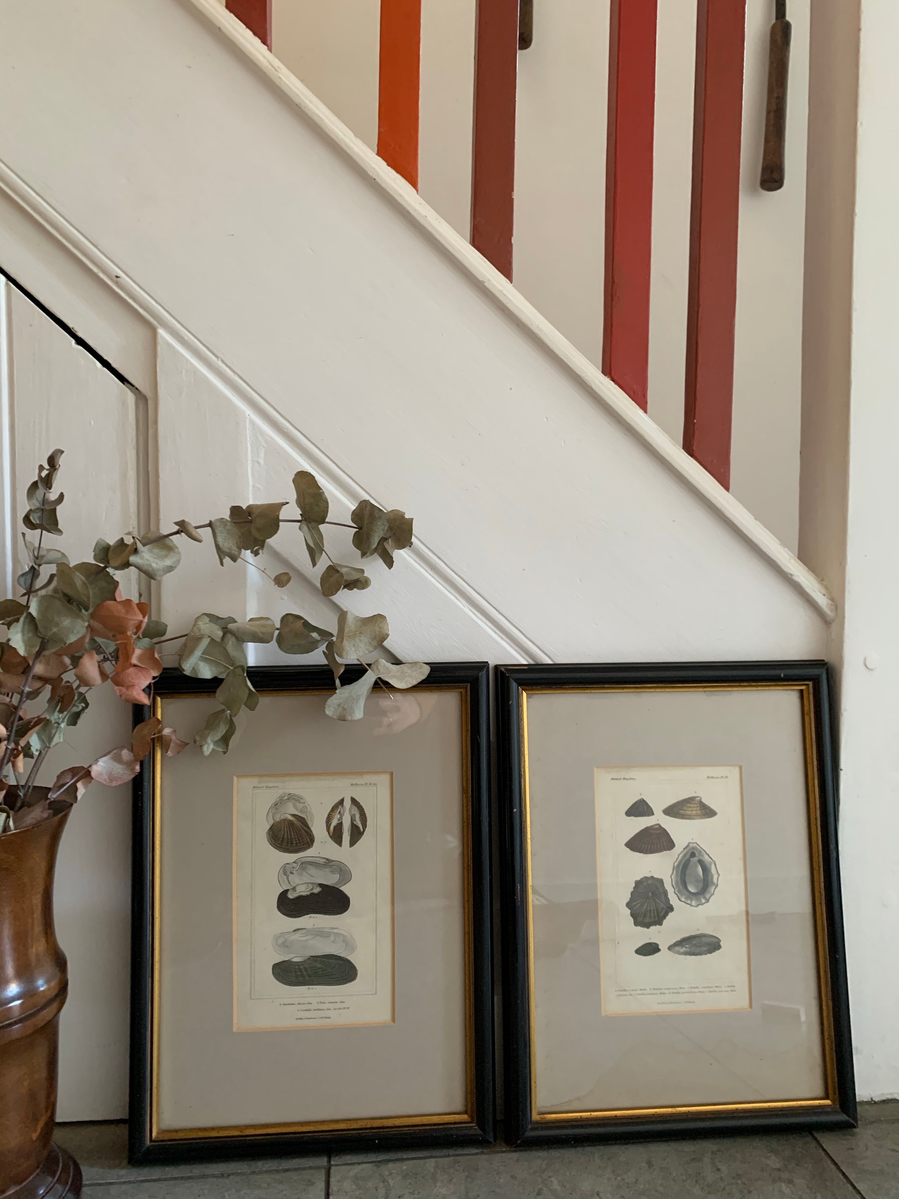 Pair of Framed Antique Plates/Prints of Shells