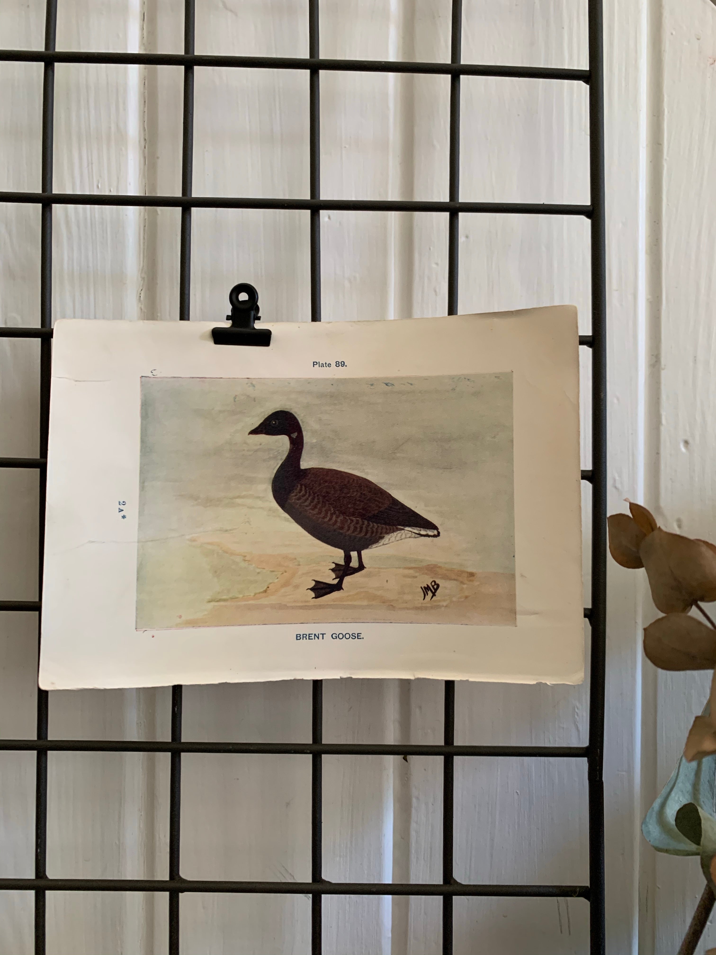 19th Century Coloured Book Plate of a Bird