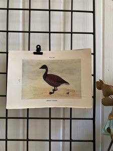 19th Century Coloured Book Plate of a Bird