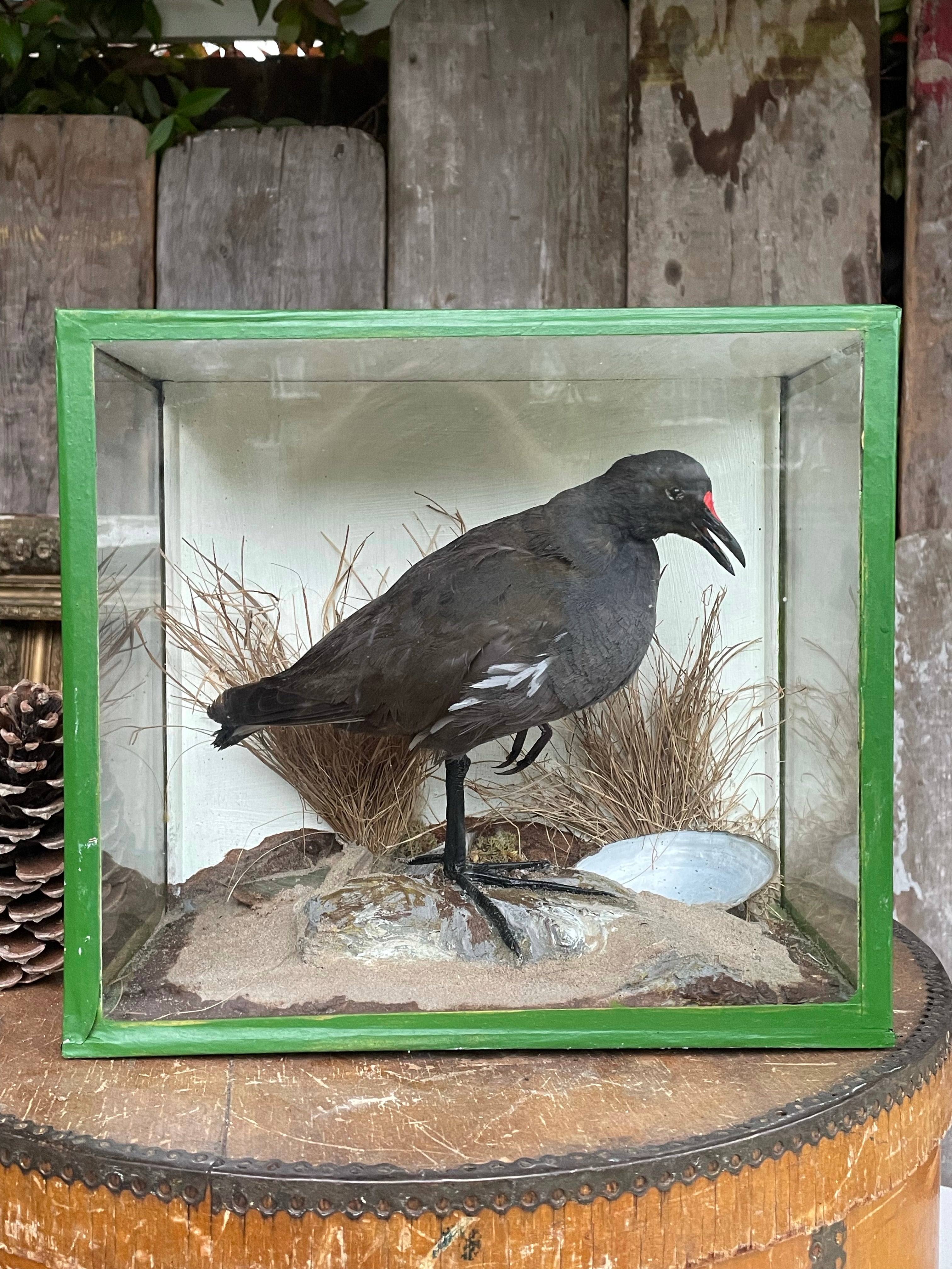 Boxed Taxidermy Moorhen