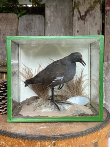 Boxed Taxidermy Moorhen
