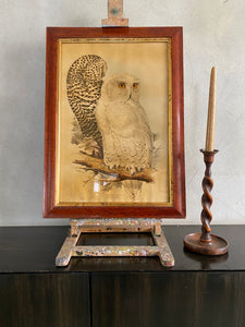 19th Century Framed Print of Owls