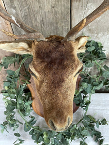 French Taxidermy Deer Head