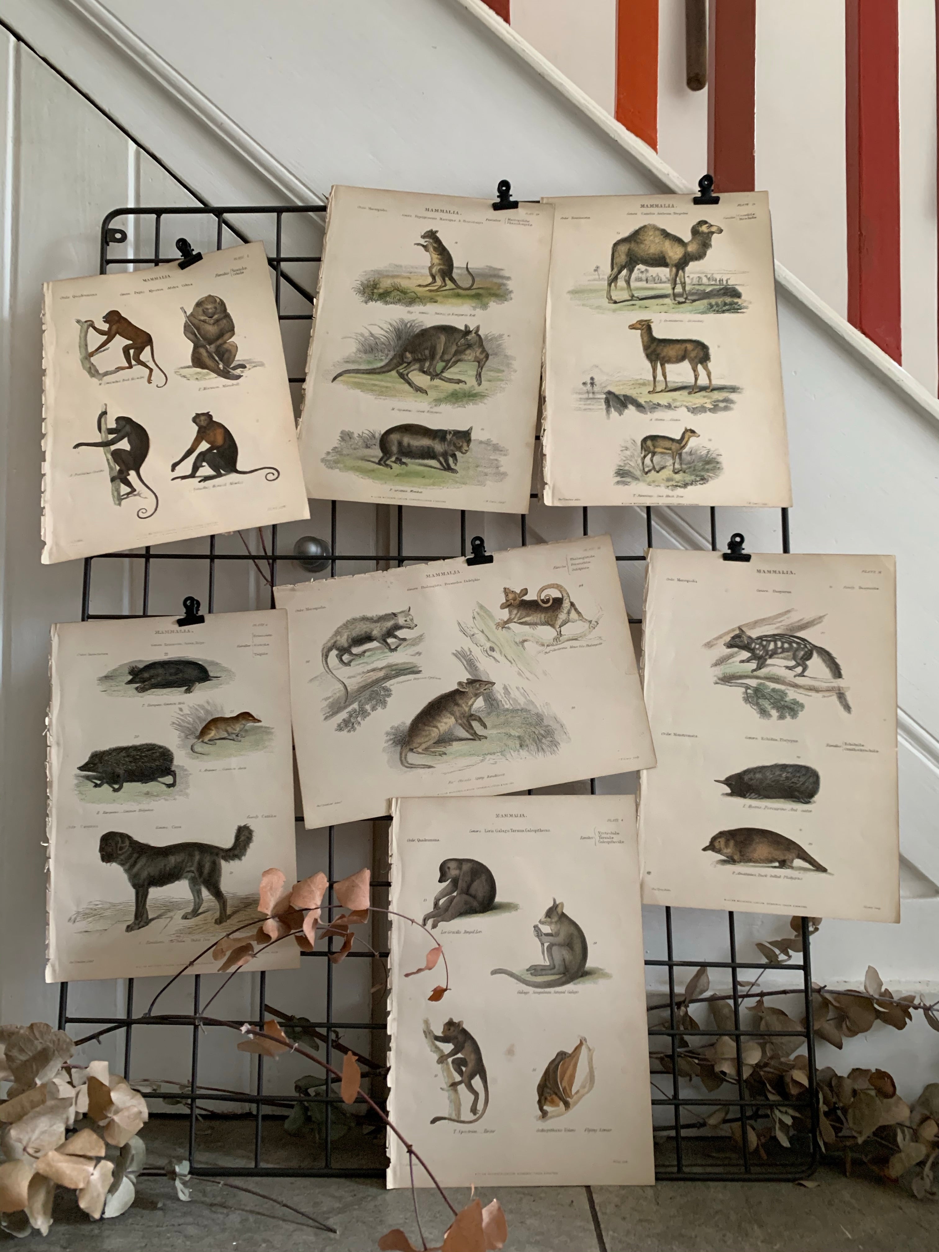 19th Century Coloured Engravings of Mammals: Marsupials