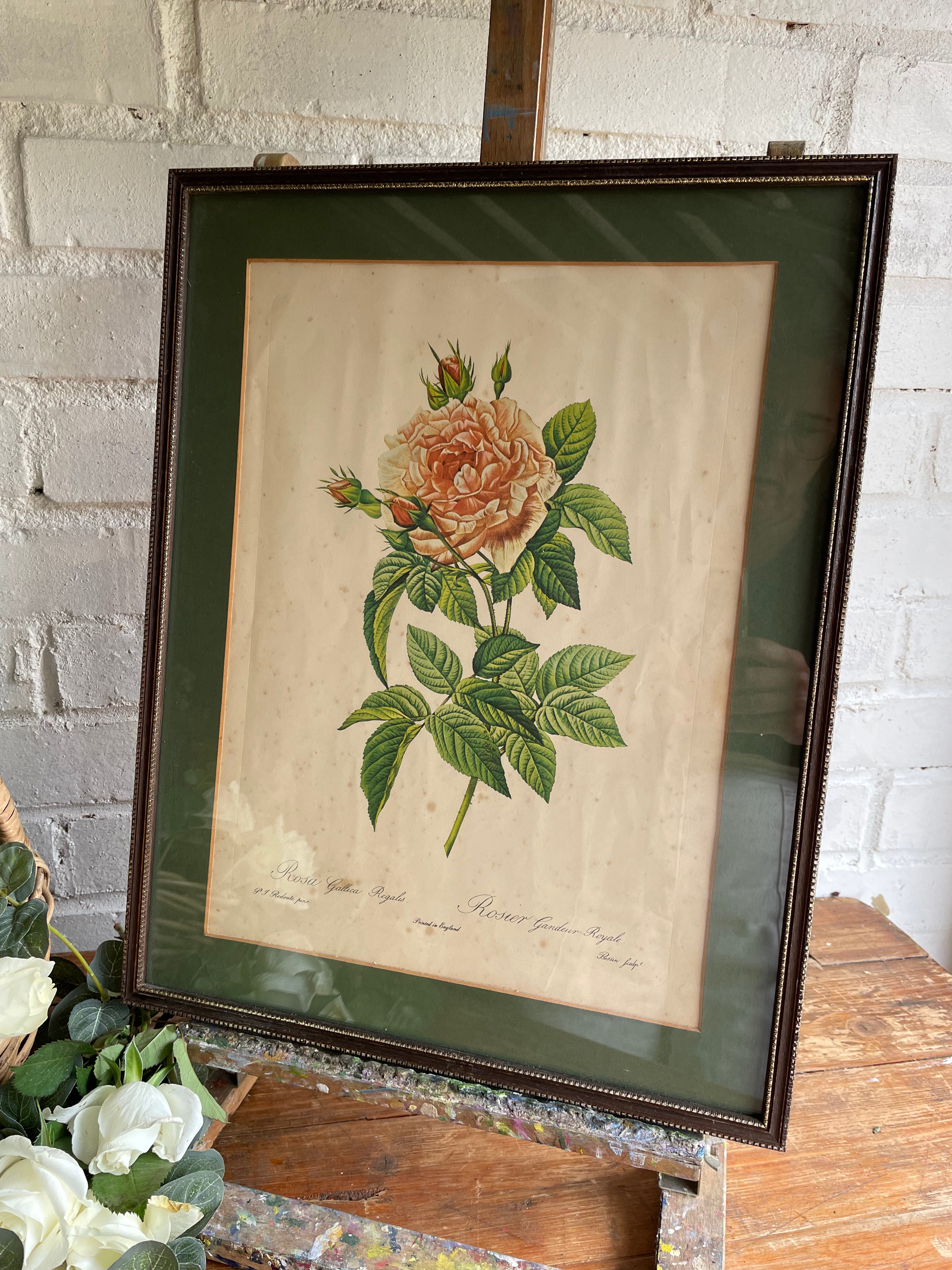 Antique Rose Print - Rosa gallica
