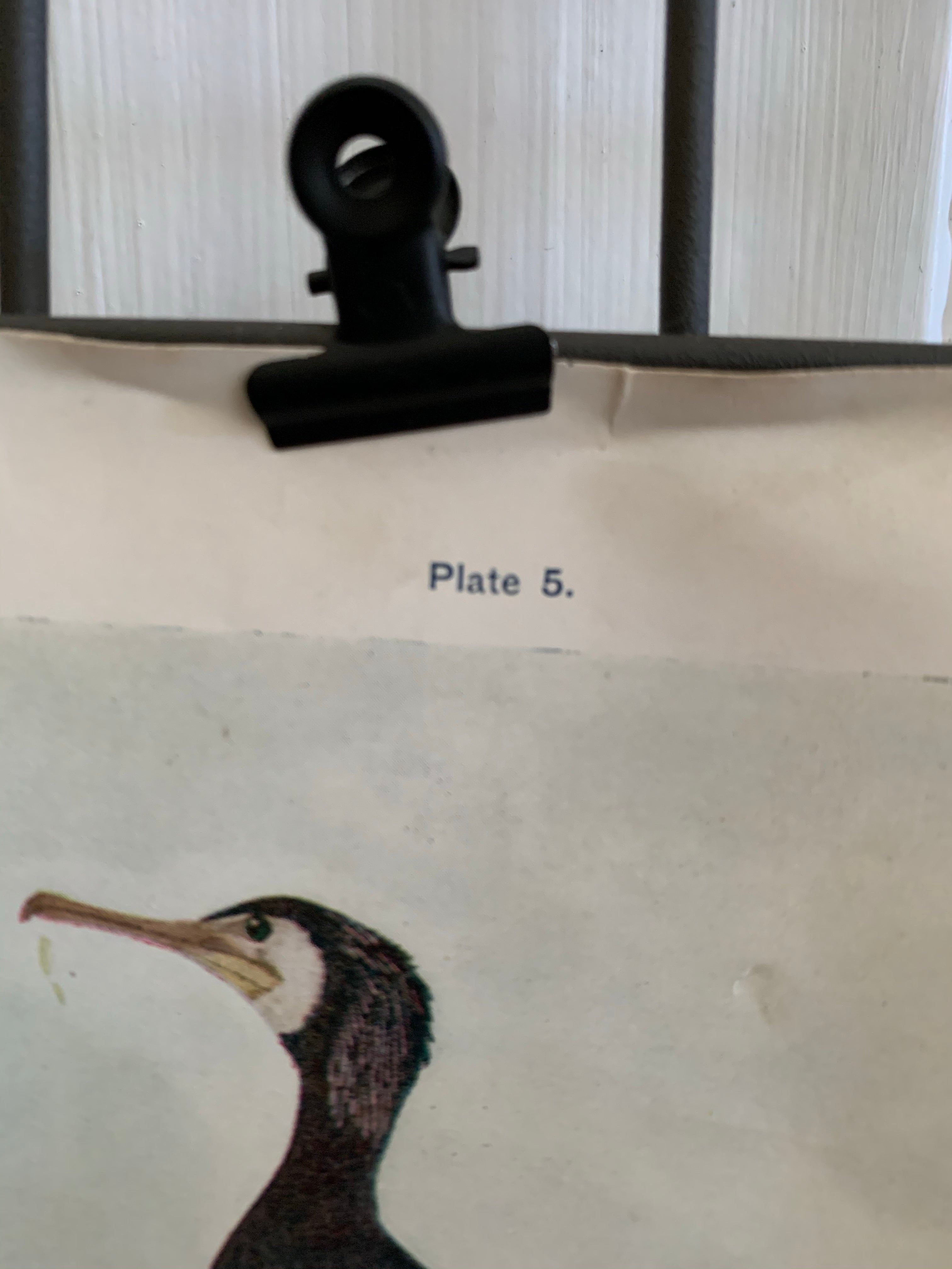 19th Century Coloured Book Plate of a Bird