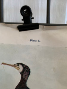 19th Century Coloured Book Plate of a Bird