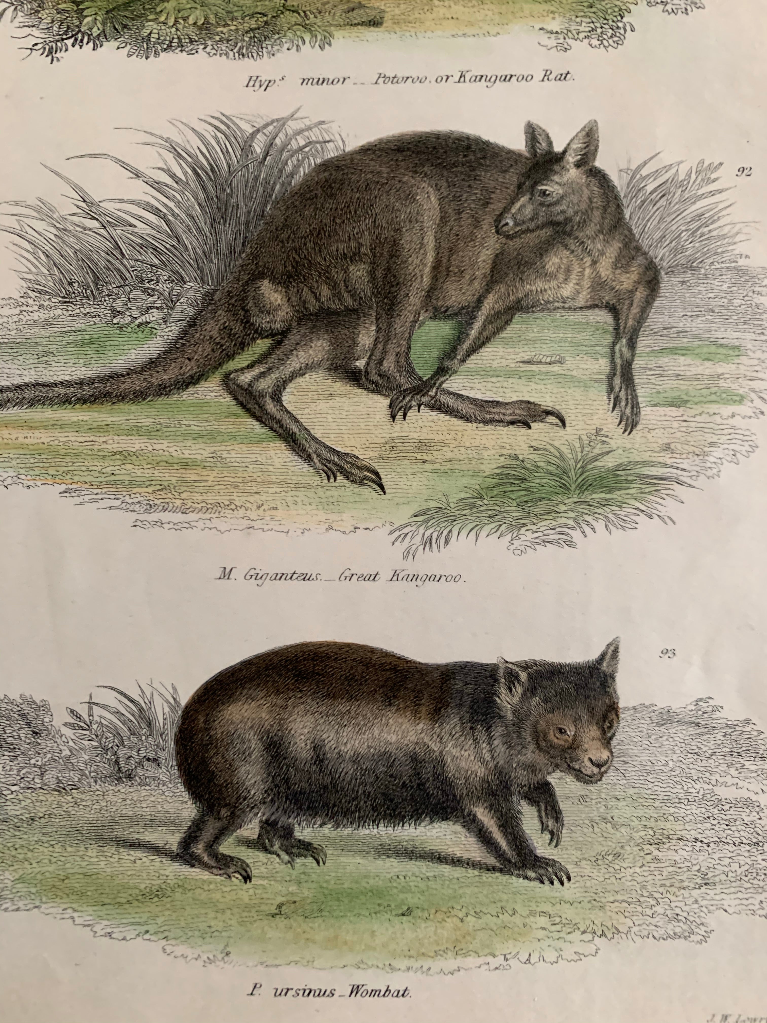 19th Century Coloured Engravings of Mammals: Marsupials