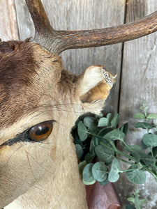 French Taxidermy Deer Head