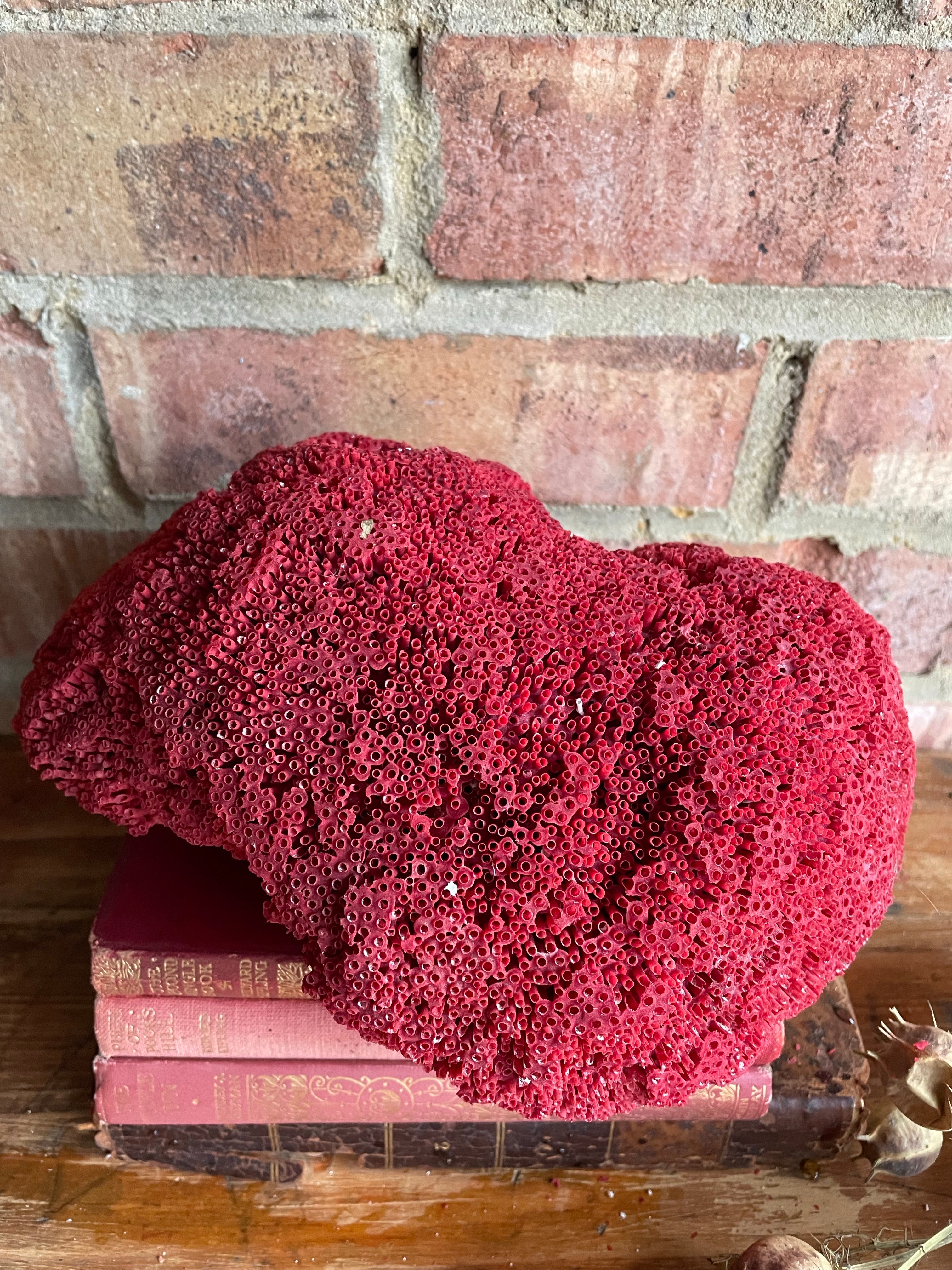 Old Red Coral Specimen