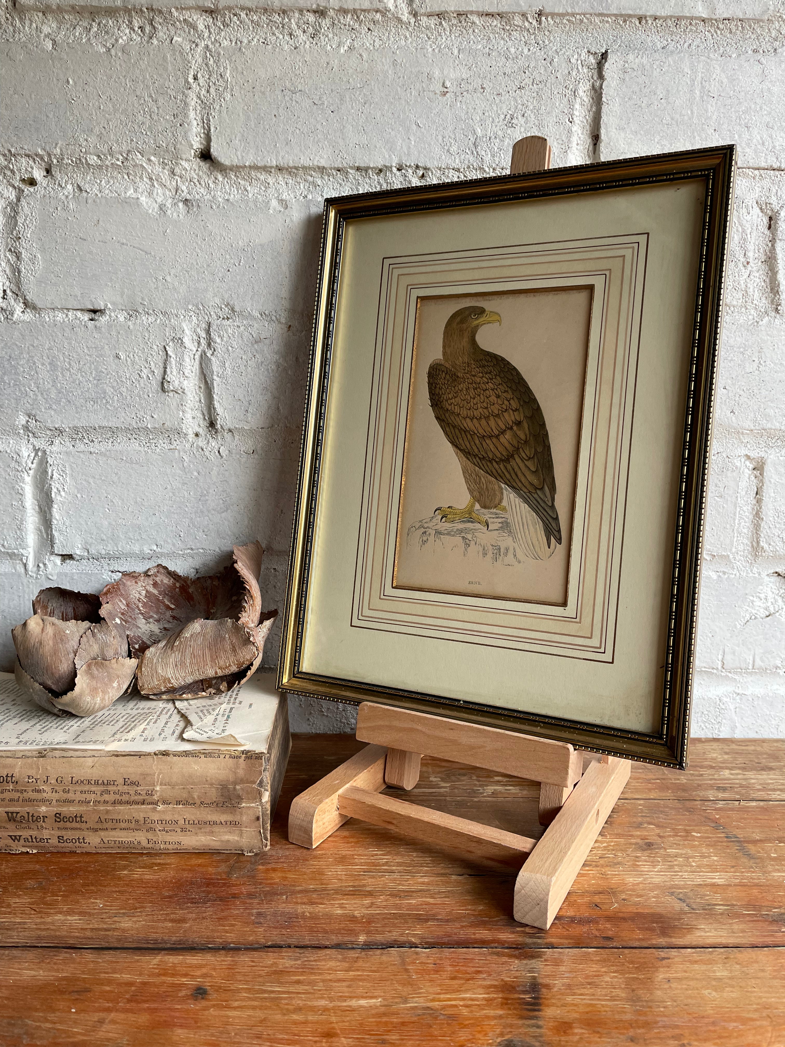 19th Century Framed Bird Print: Erne (Sea Eagle)