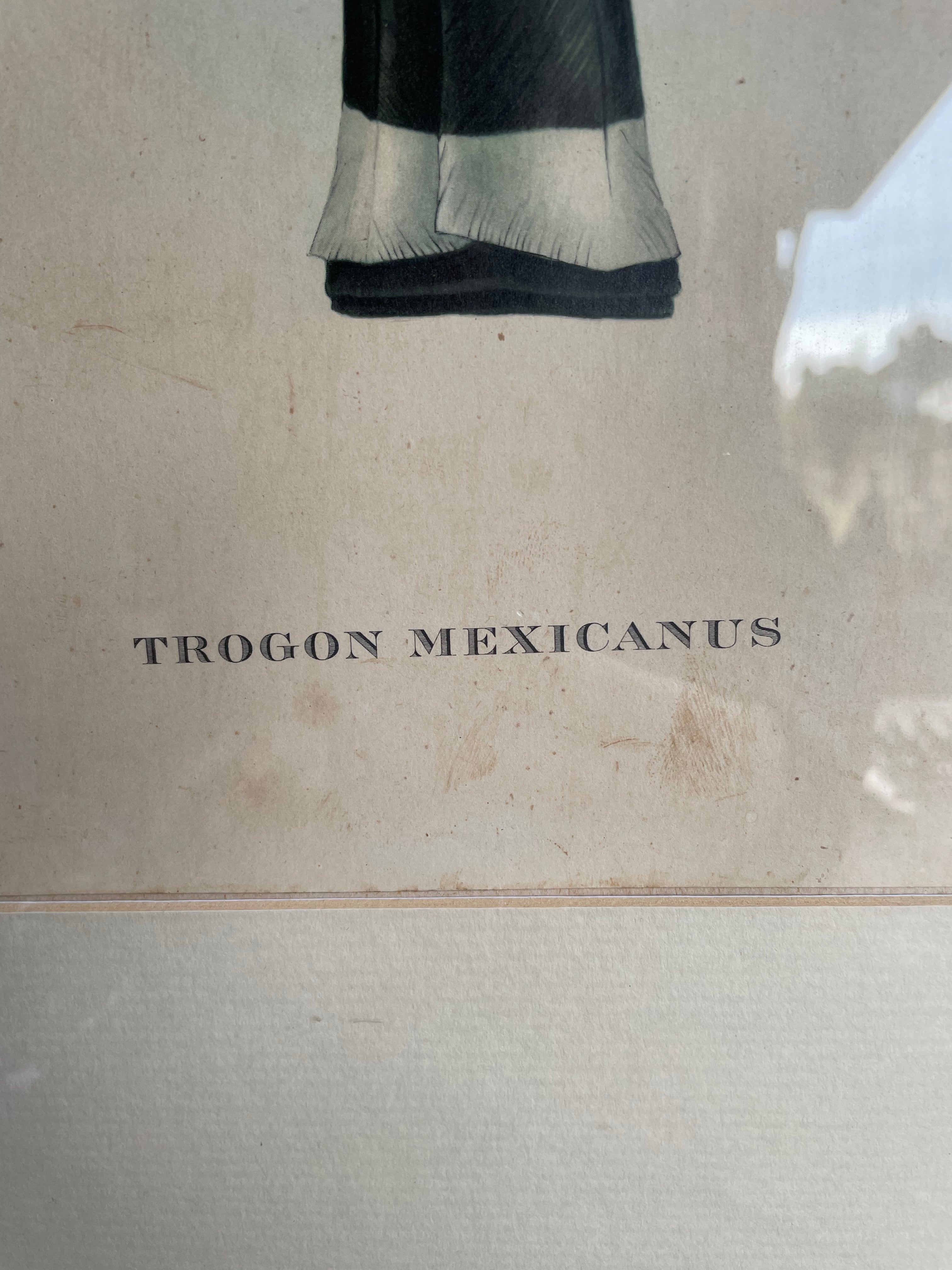 Large Framed Antique Print of the Mexican Trogan