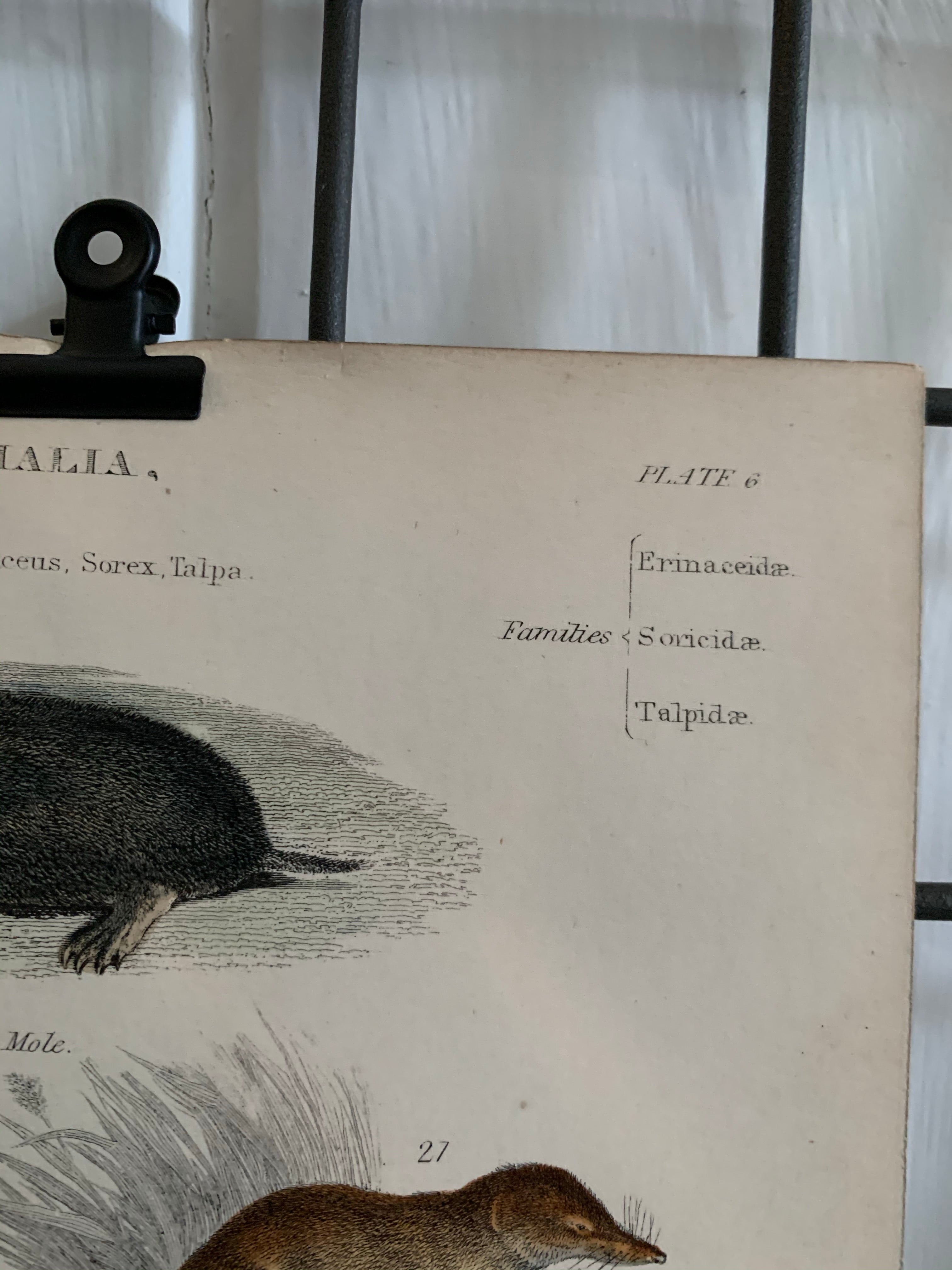 19th Century Coloured Engravings of Mammals: Hedgehogs, Shrews, Moles & Dogs