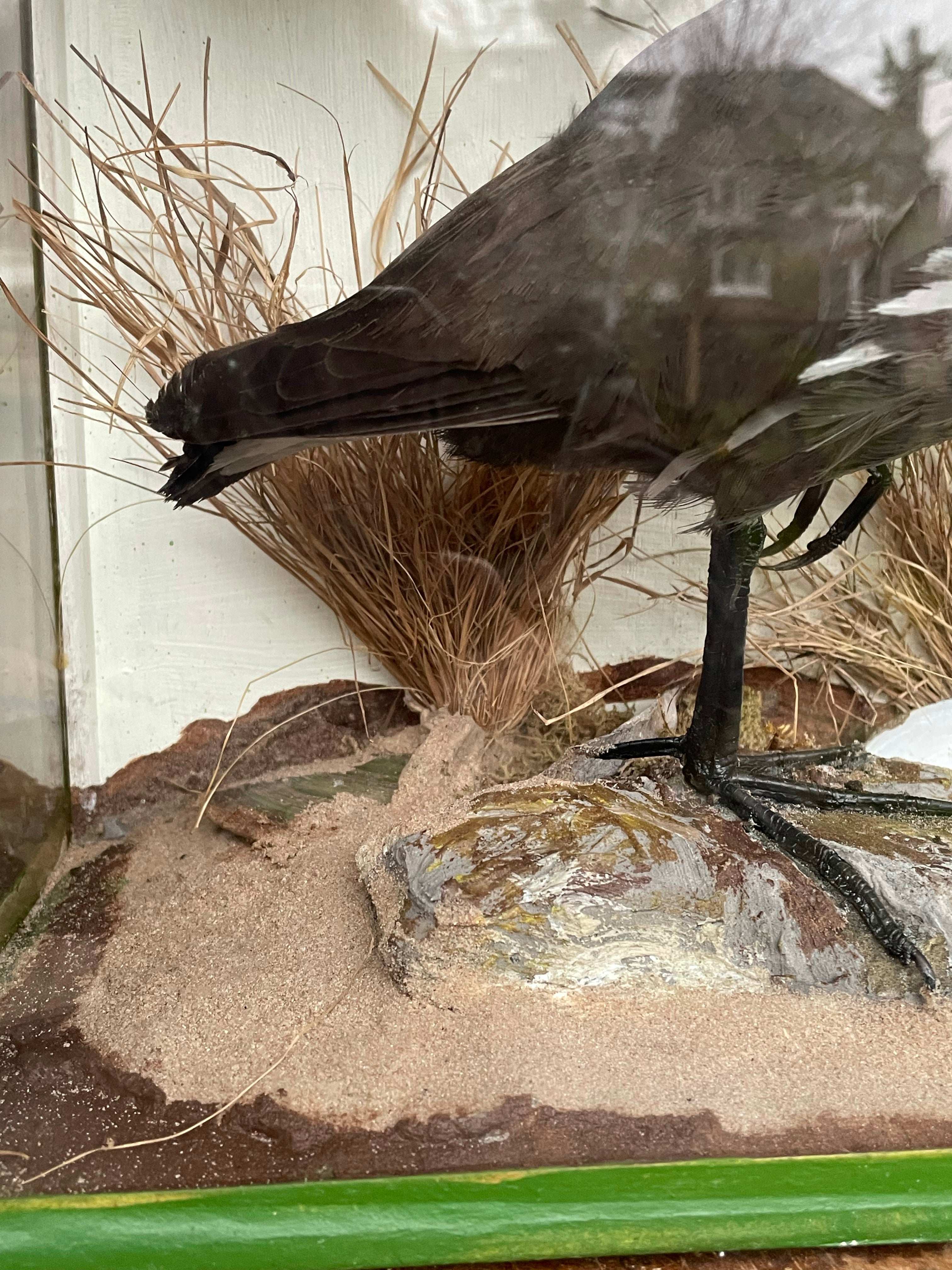 Boxed Taxidermy Moorhen