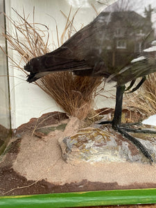 Boxed Taxidermy Moorhen