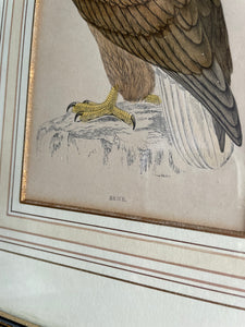 19th Century Framed Bird Print: Erne (Sea Eagle)