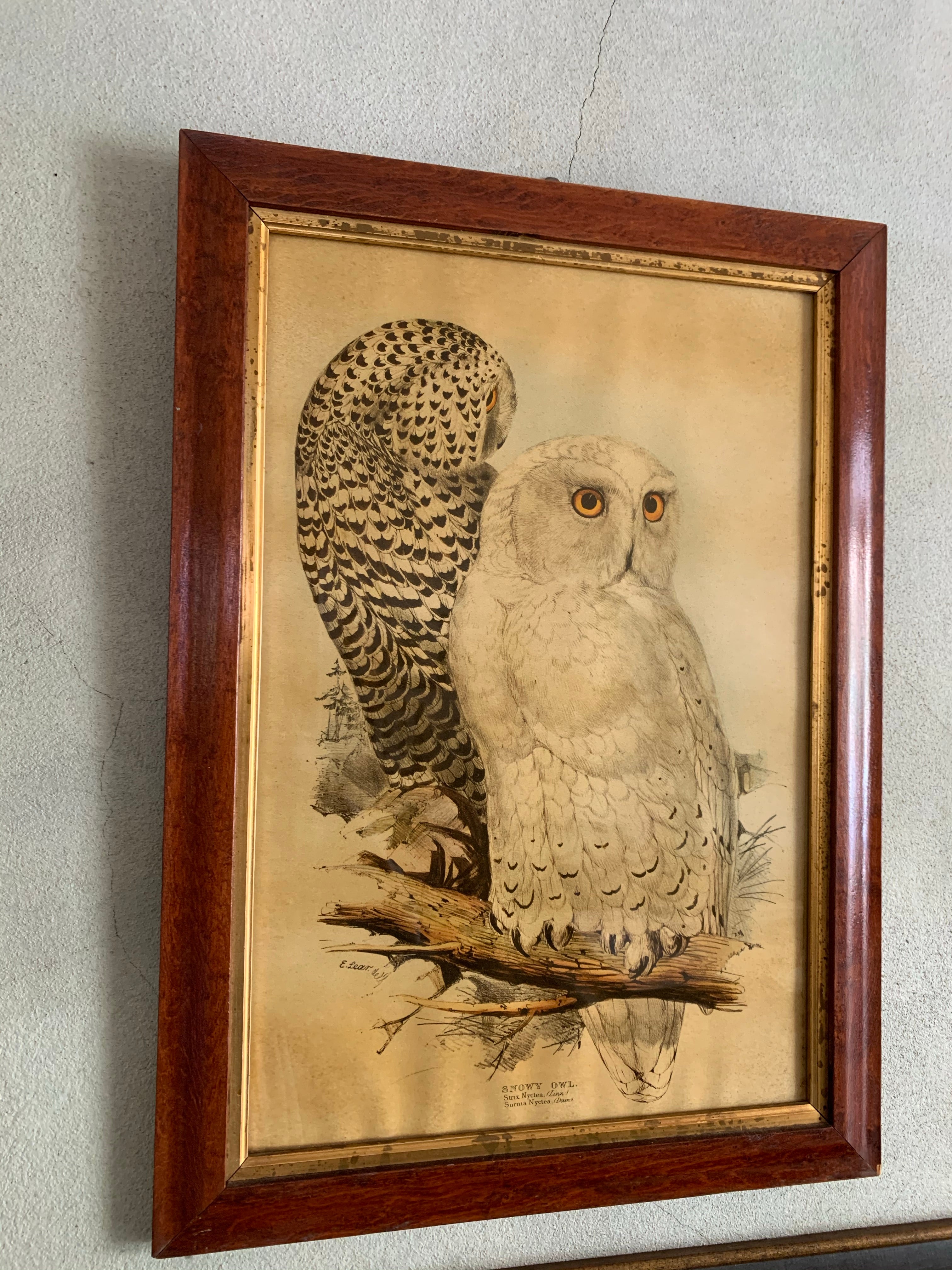19th Century Framed Print of Owls