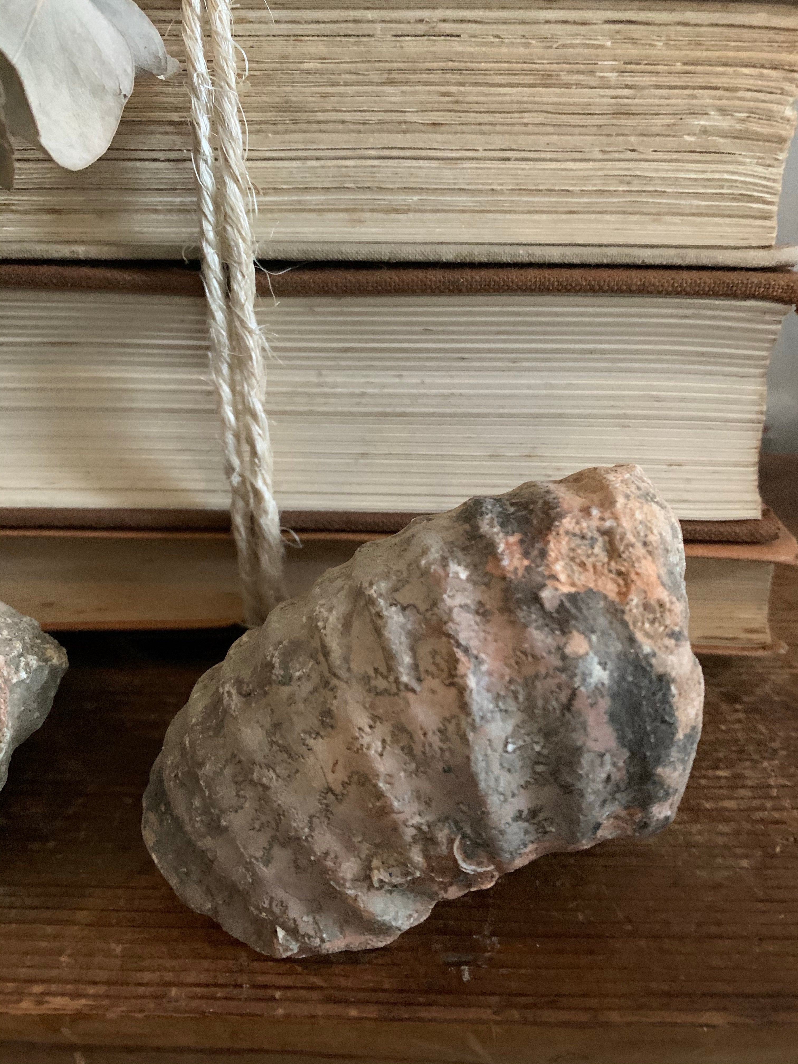Pair of Fossils