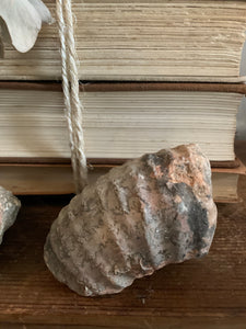 Pair of Fossils