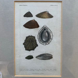 Pair of Framed Antique Plates/Prints of Shells