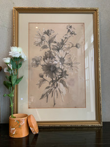 Antique Pencil Drawing of Botanical Flowers
