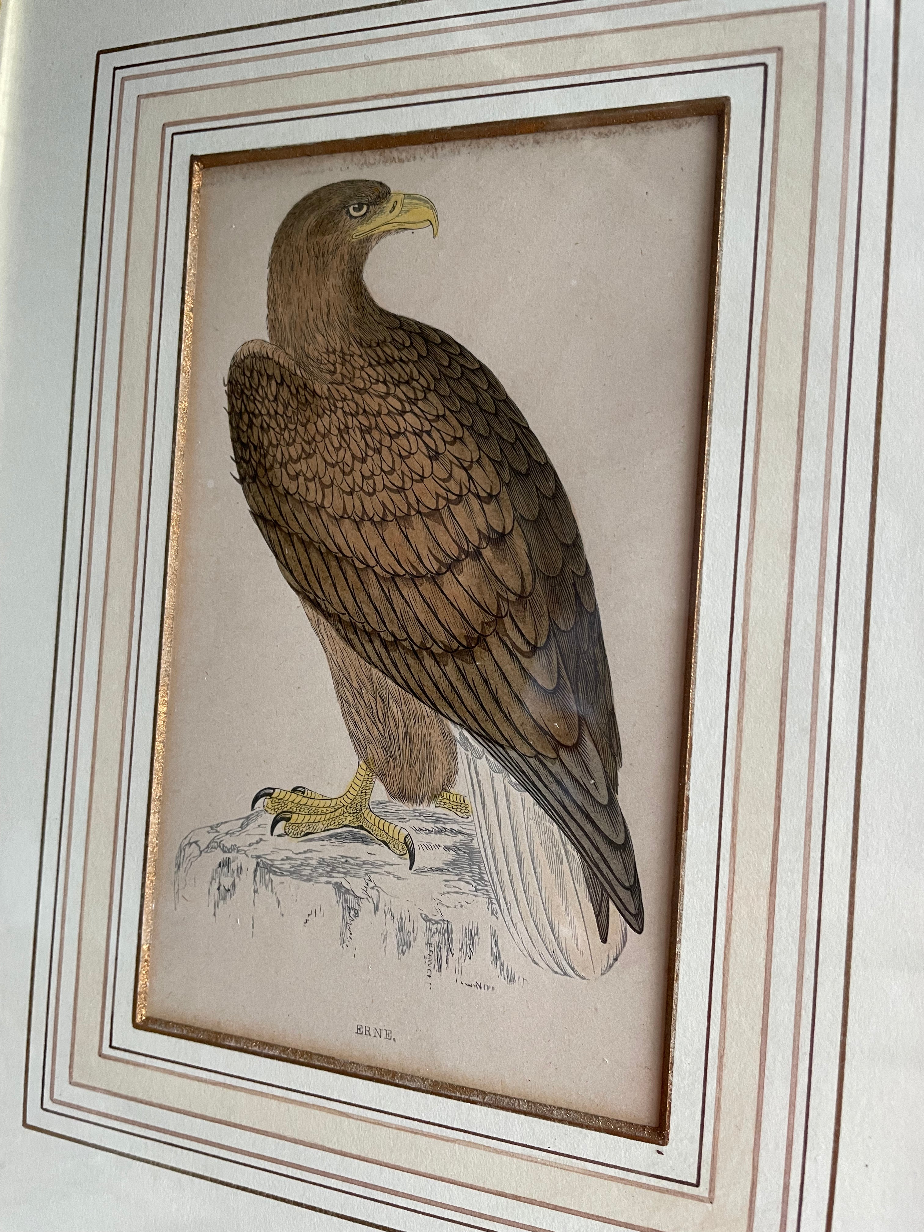 19th Century Framed Bird Print: Erne (Sea Eagle)