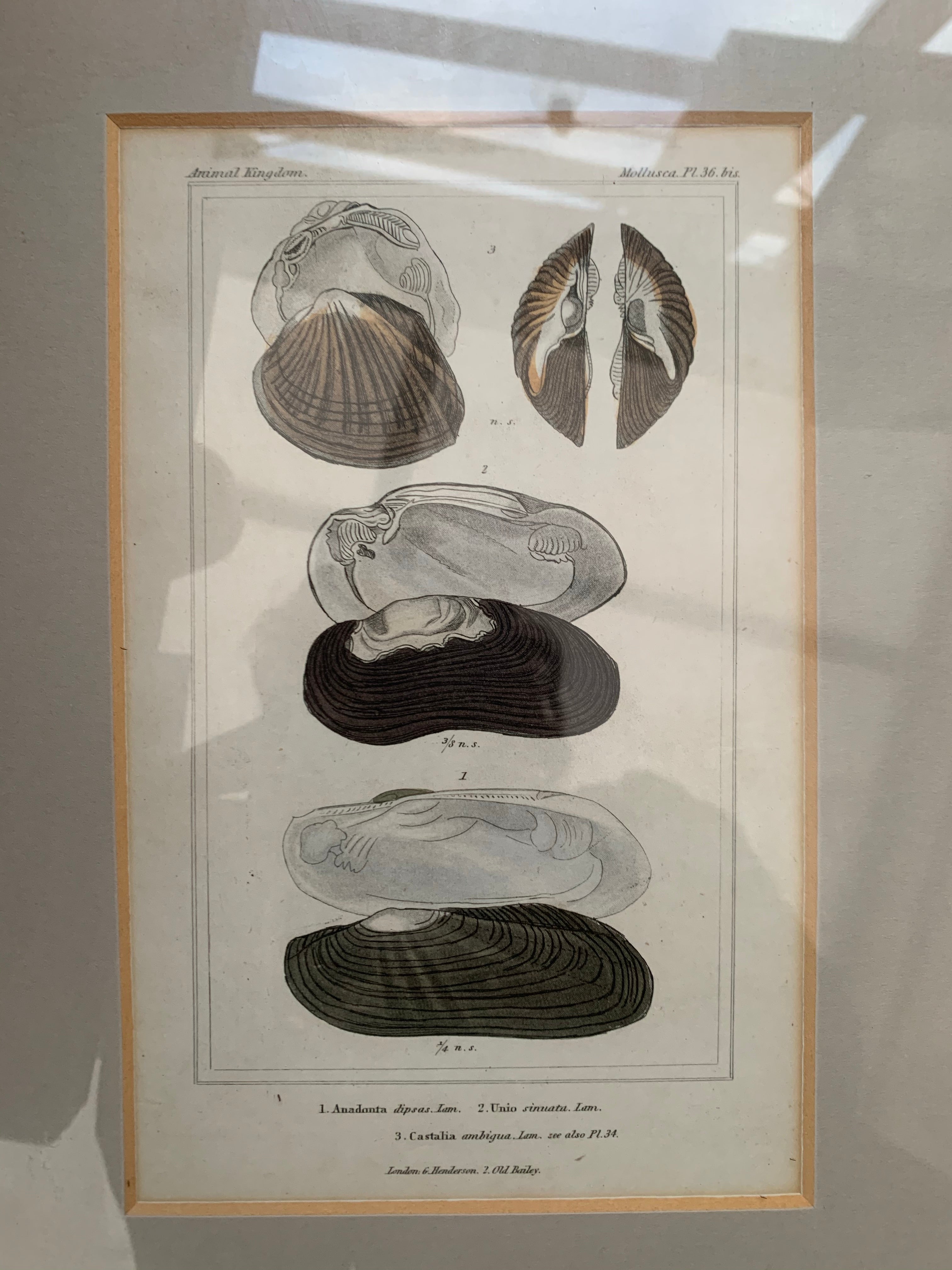 Pair of Framed Antique Plates/Prints of Shells