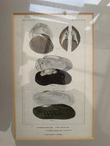 Pair of Framed Antique Plates/Prints of Shells