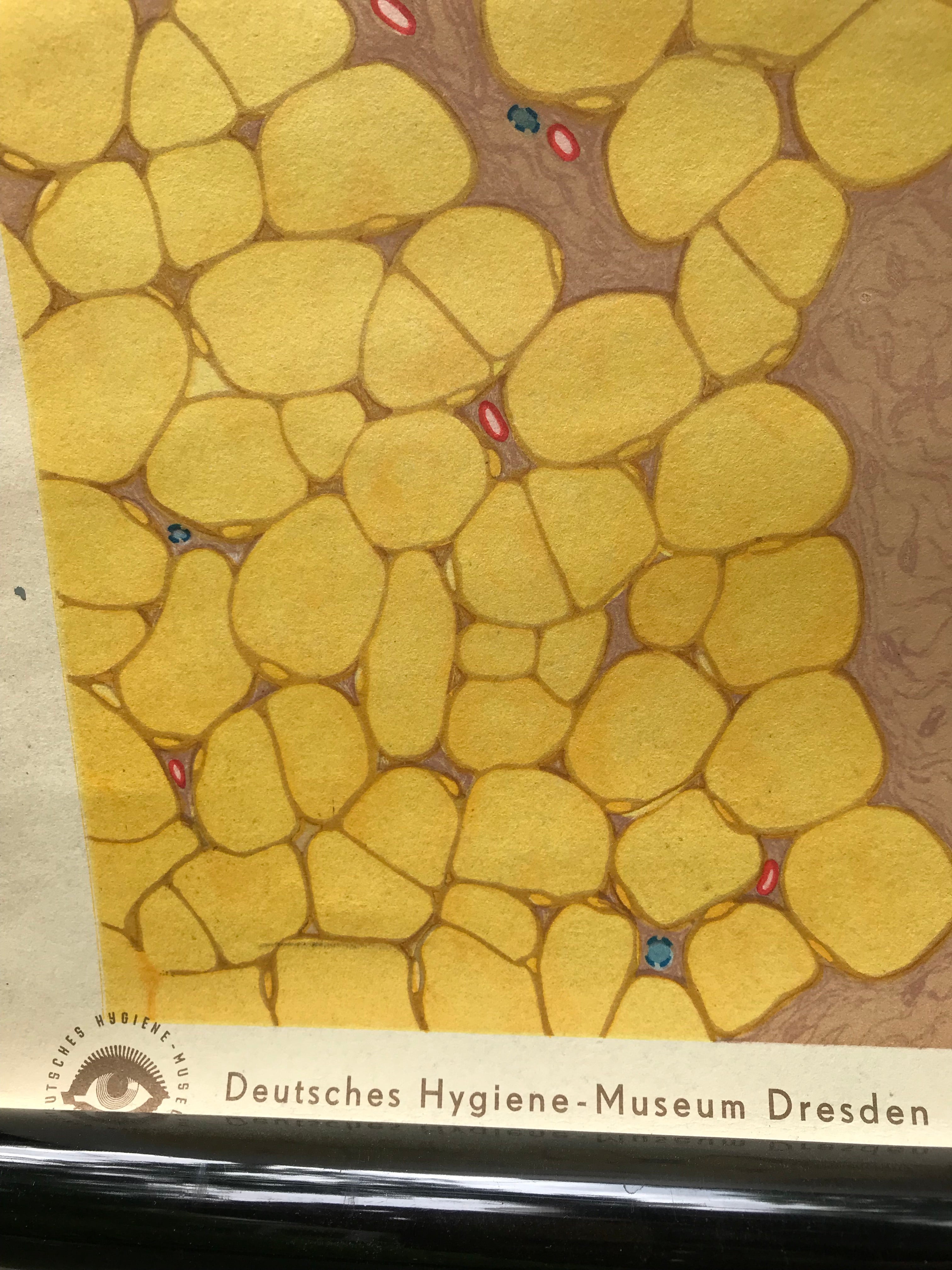 Vintage Chart from the Dresden Hygiene Museum
