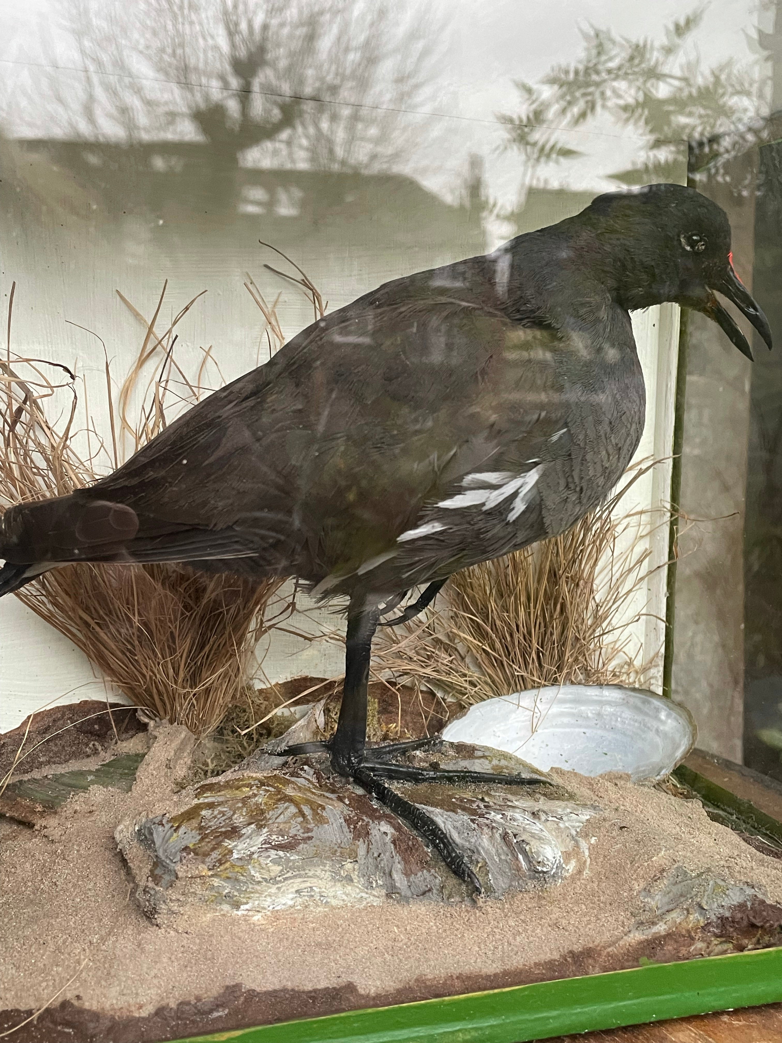 Boxed Taxidermy Moorhen