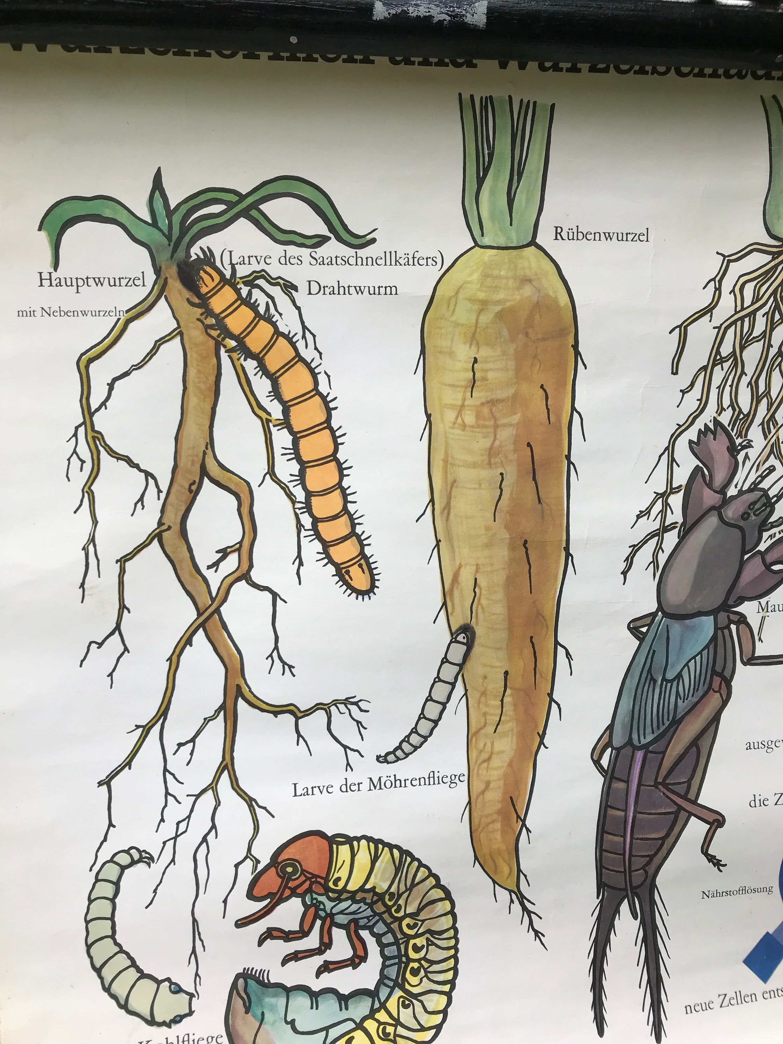 Vintage Botanical School Chart of Root Vegetables and Pests