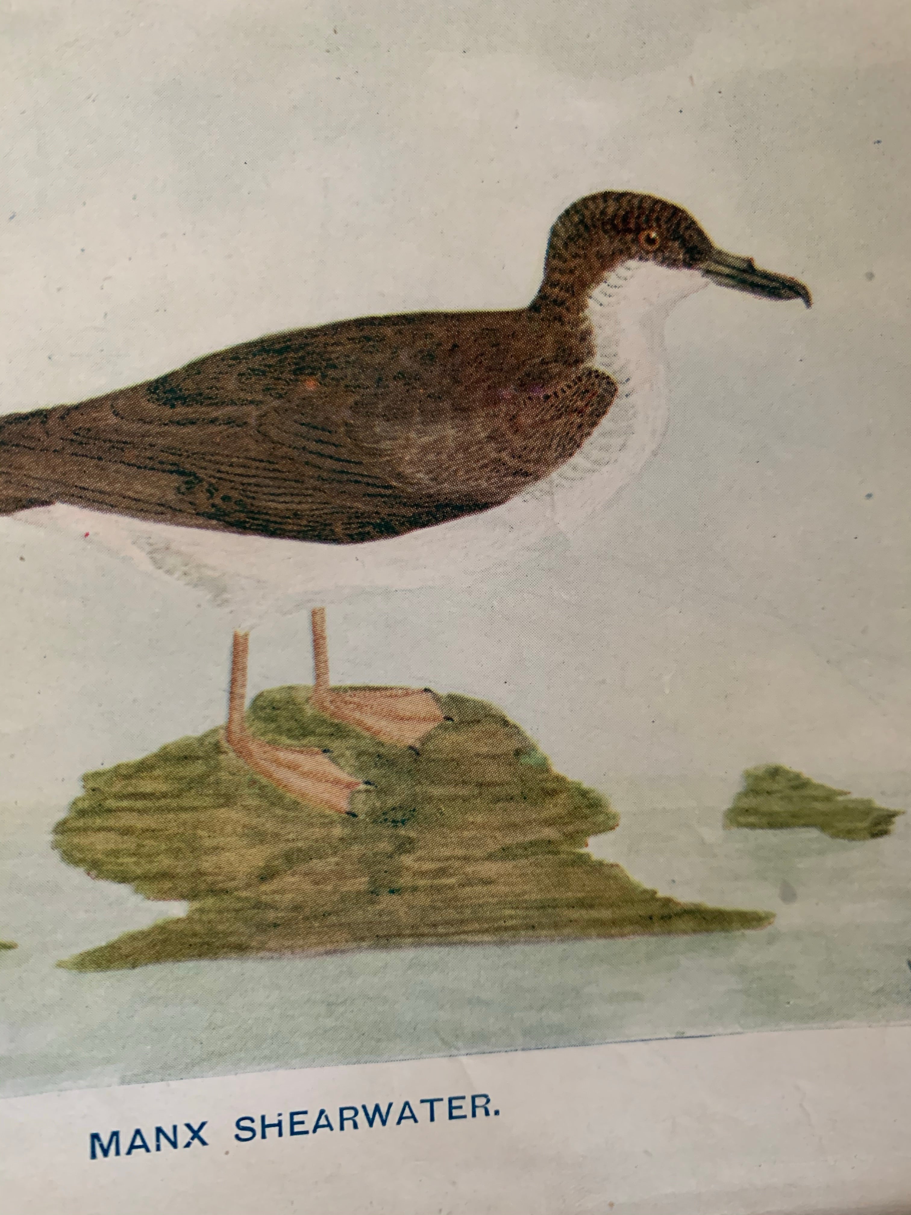 19th Century Coloured Book Plate of a Bird