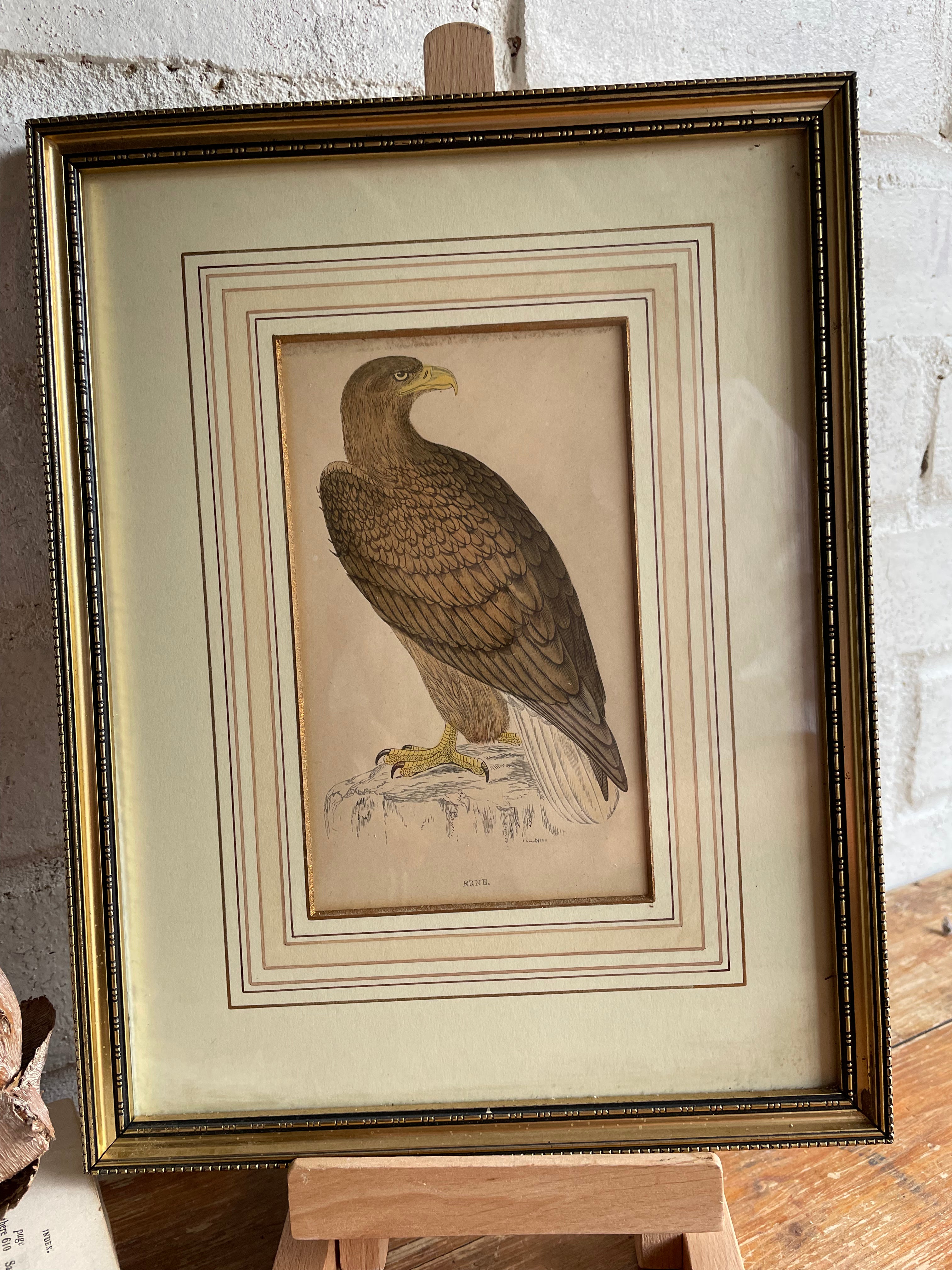 19th Century Framed Bird Print: Erne (Sea Eagle)