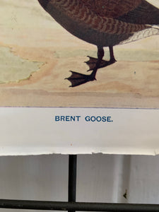 19th Century Coloured Book Plate of a Bird
