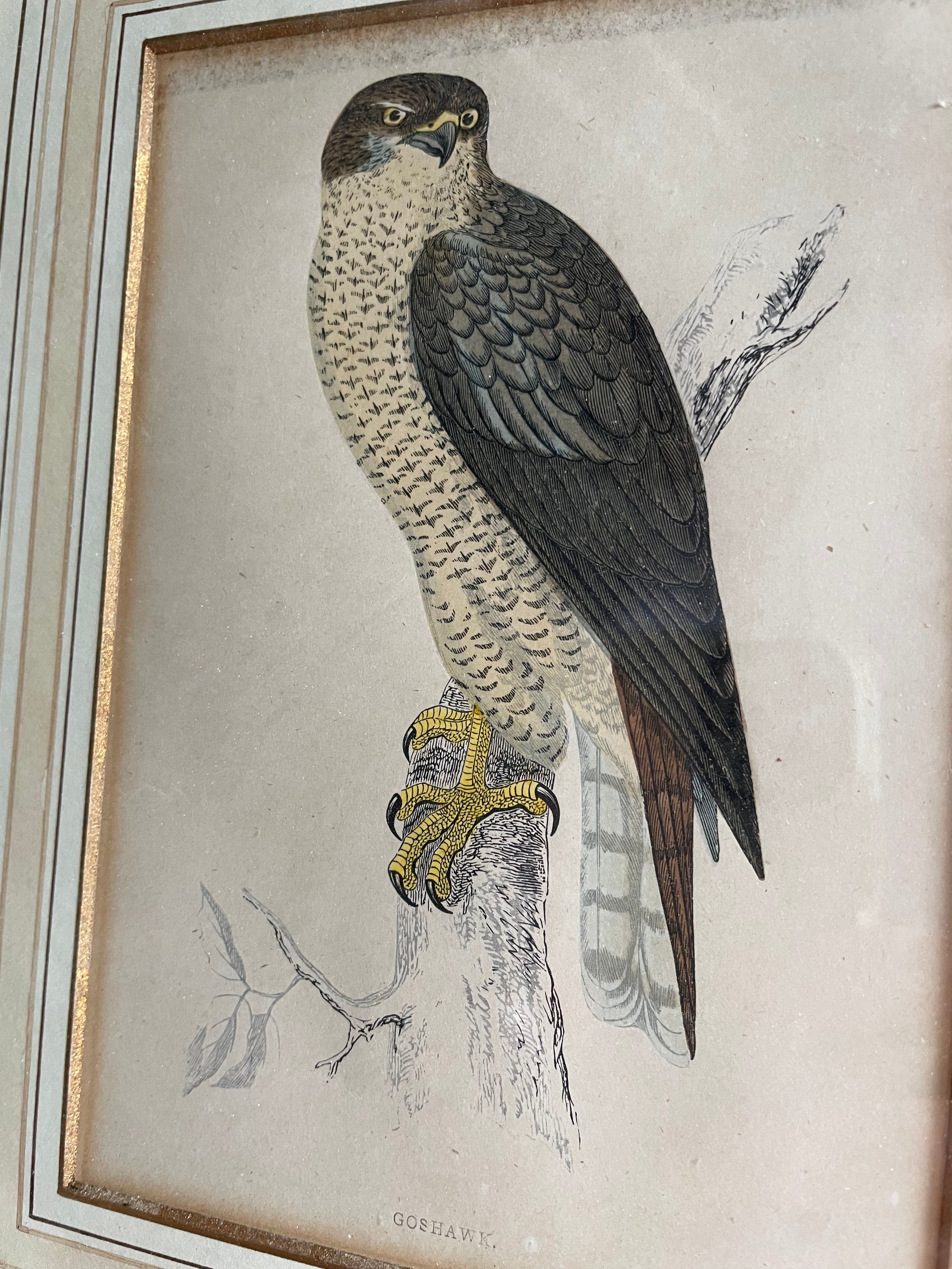 19th Century Framed Bird Print: Goshawk