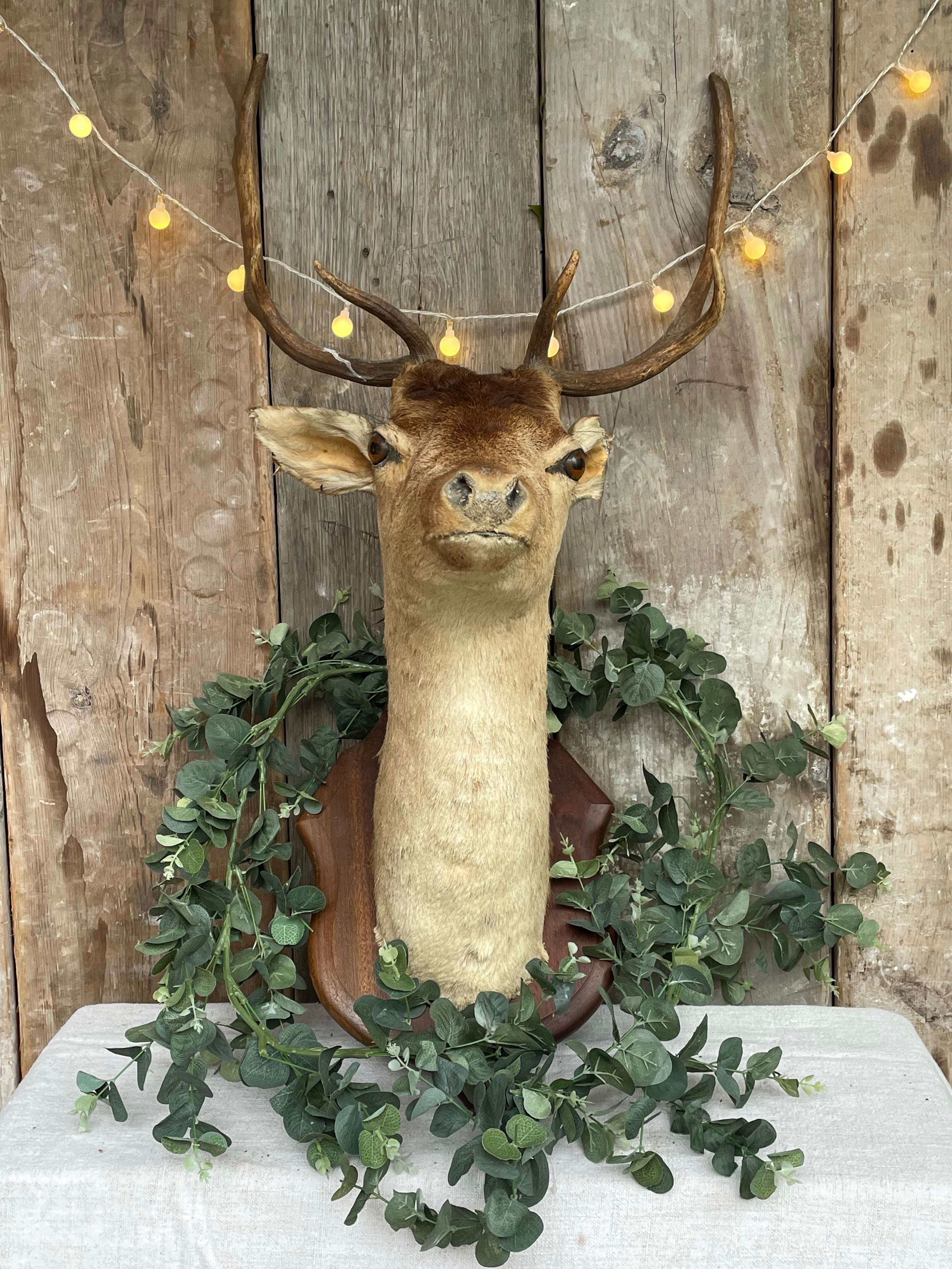 French Taxidermy Deer Head