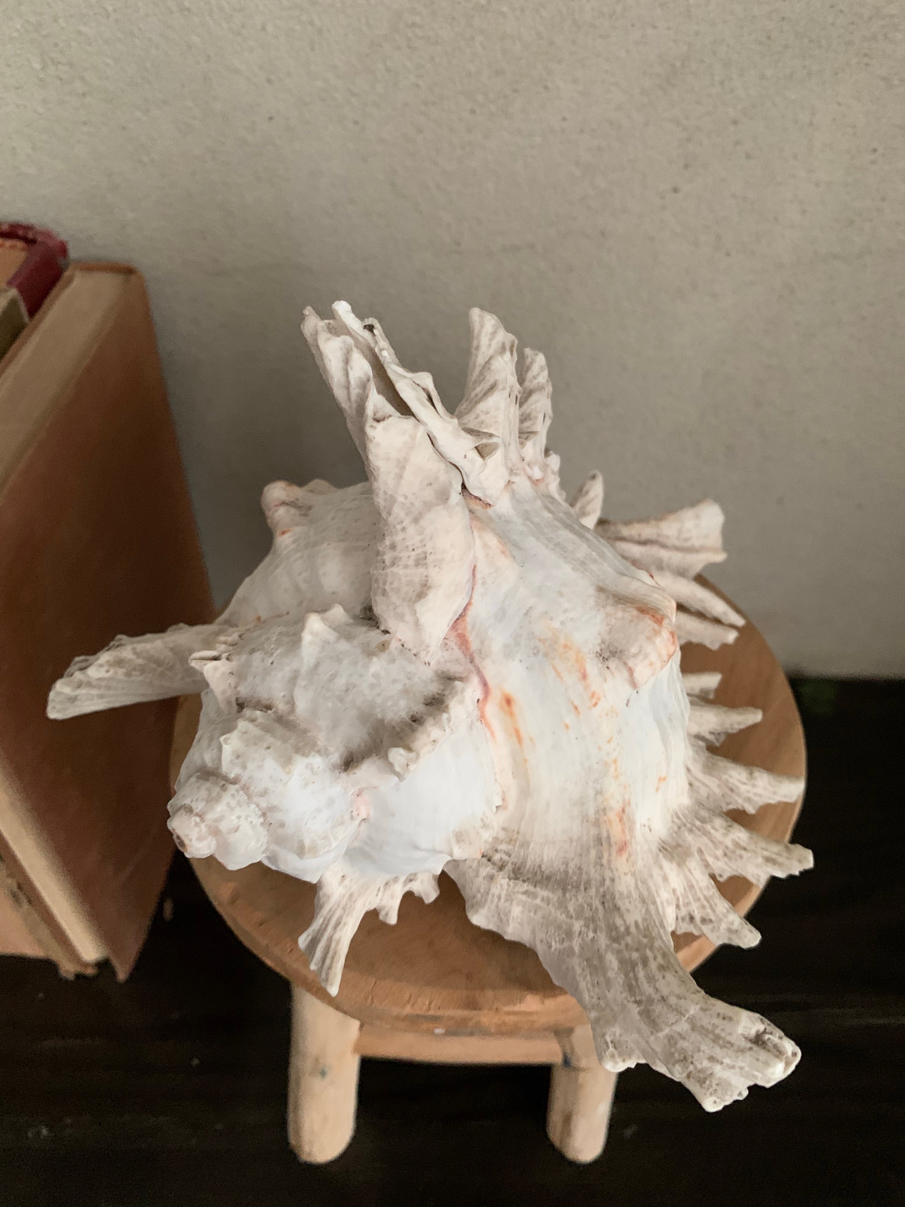 Large White Shell