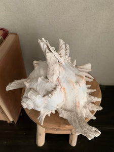Large White Shell