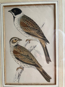 19th Century Framed Bird Print: Black-Headed Bunting