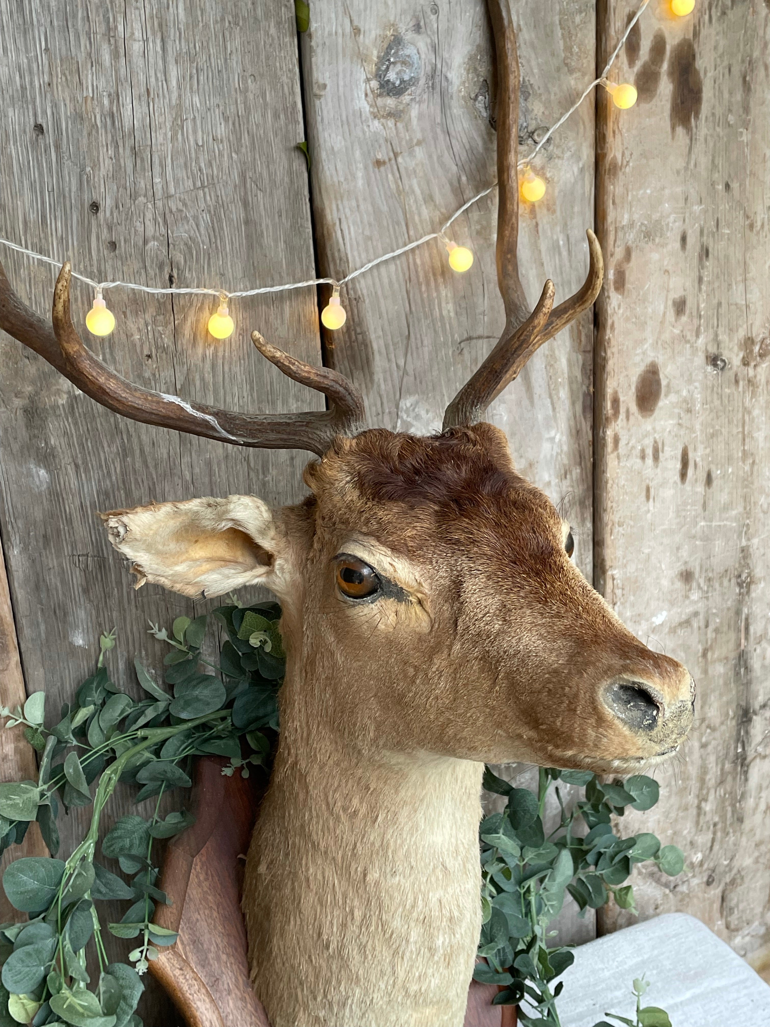 French Taxidermy Deer Head