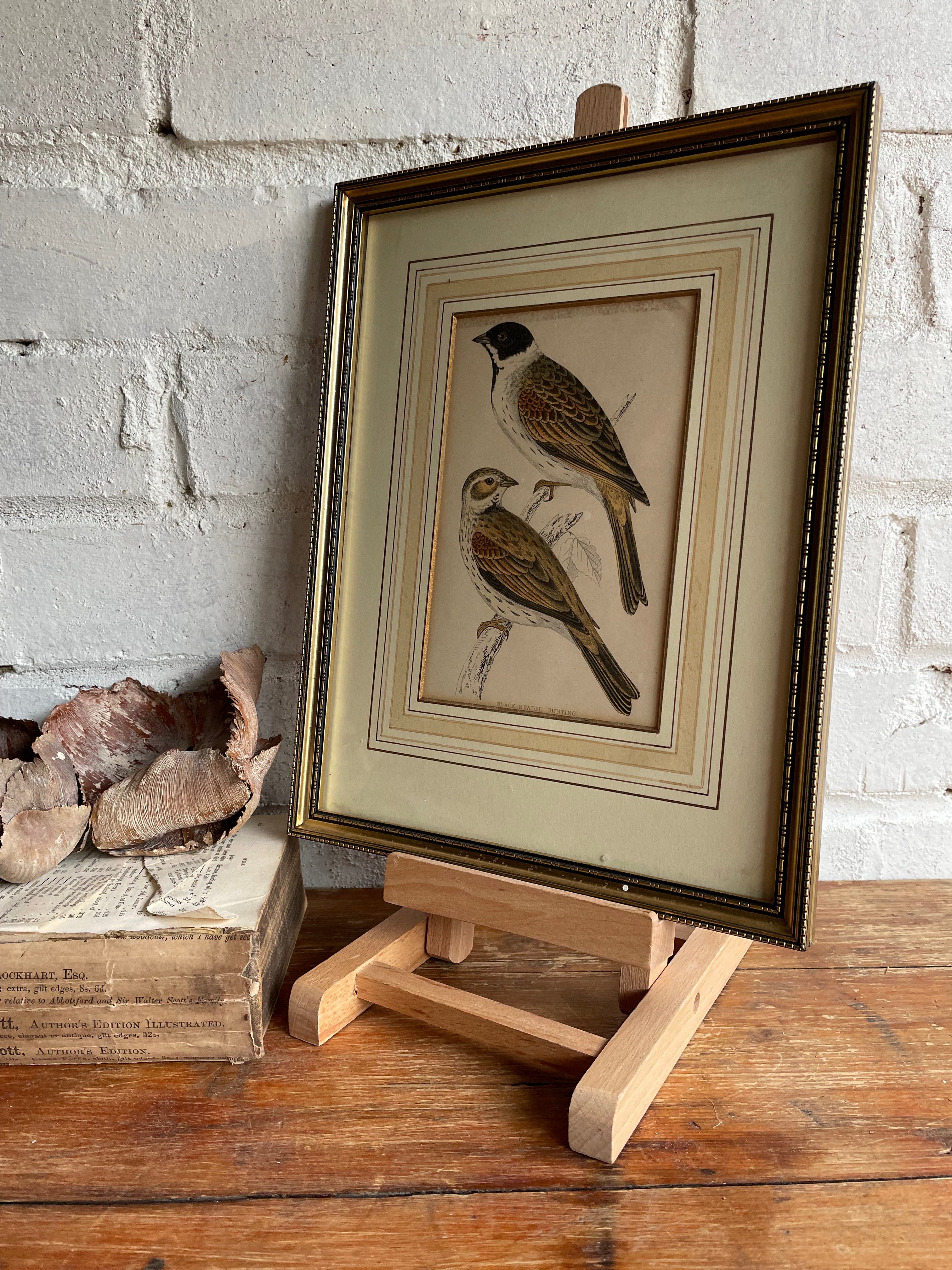 19th Century Framed Bird Print: Black-Headed Bunting