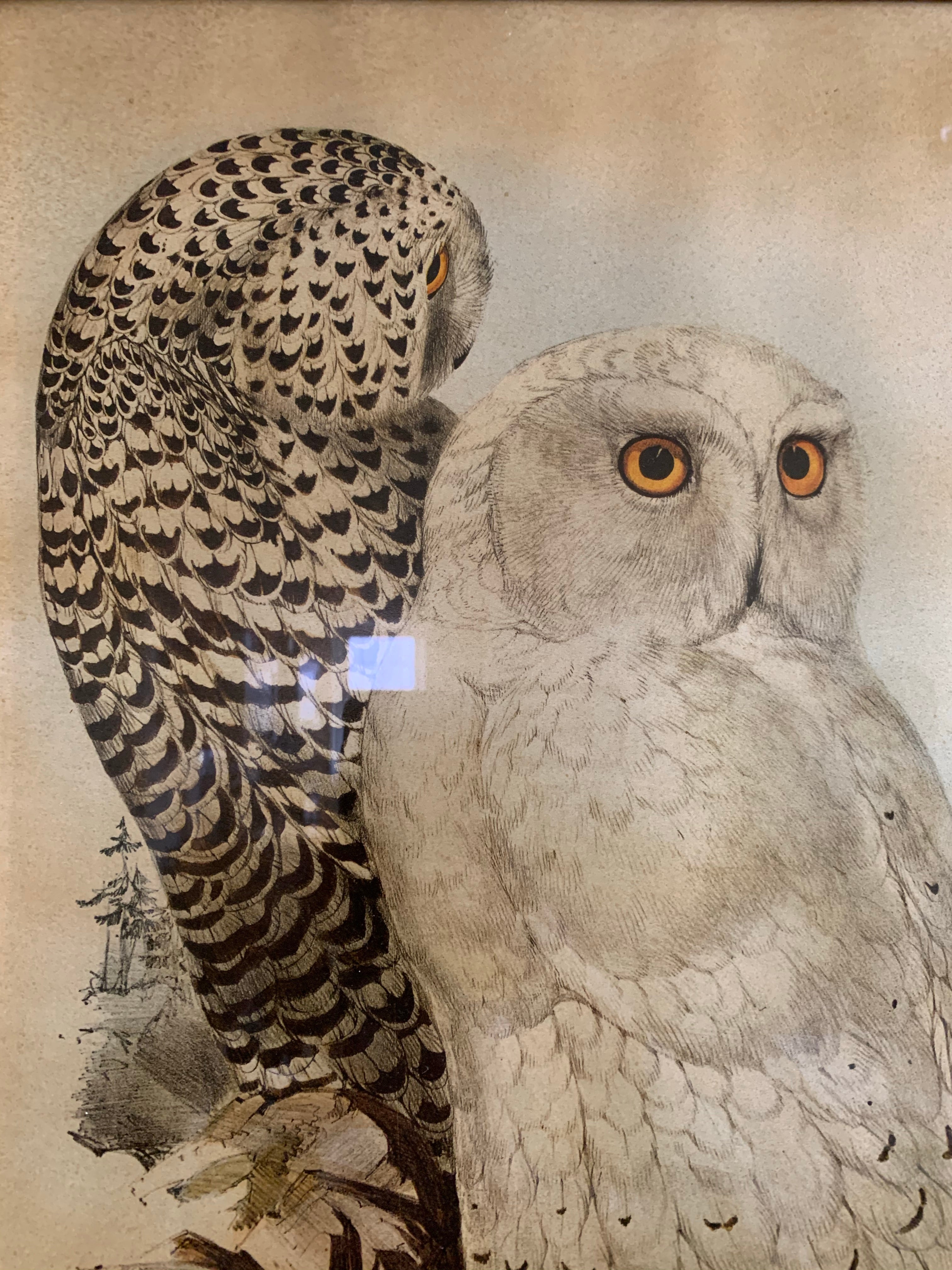 19th Century Framed Print of Owls