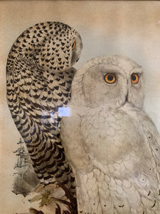 19th Century Framed Print of Owls