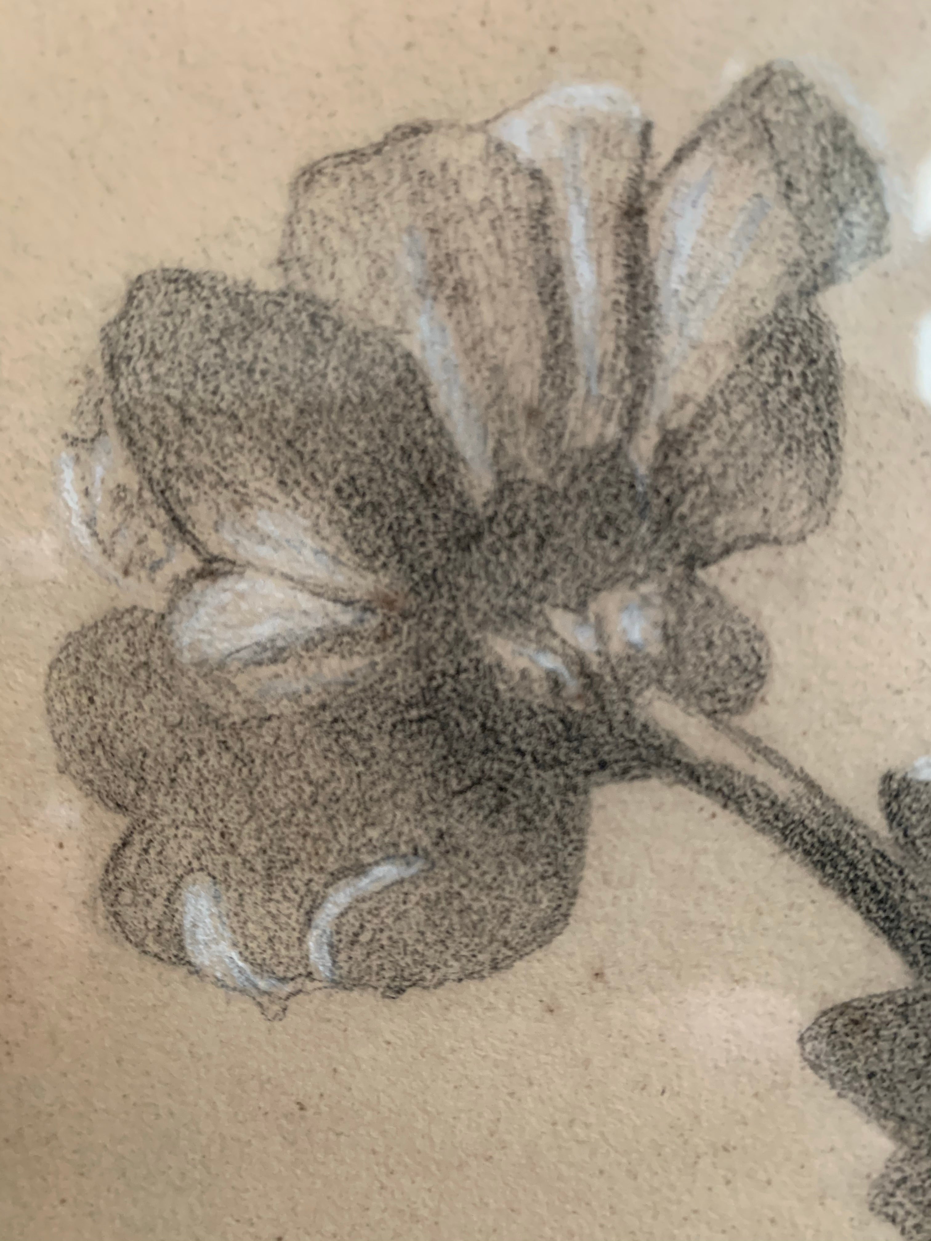 Antique Pencil Drawing of Botanical Flowers