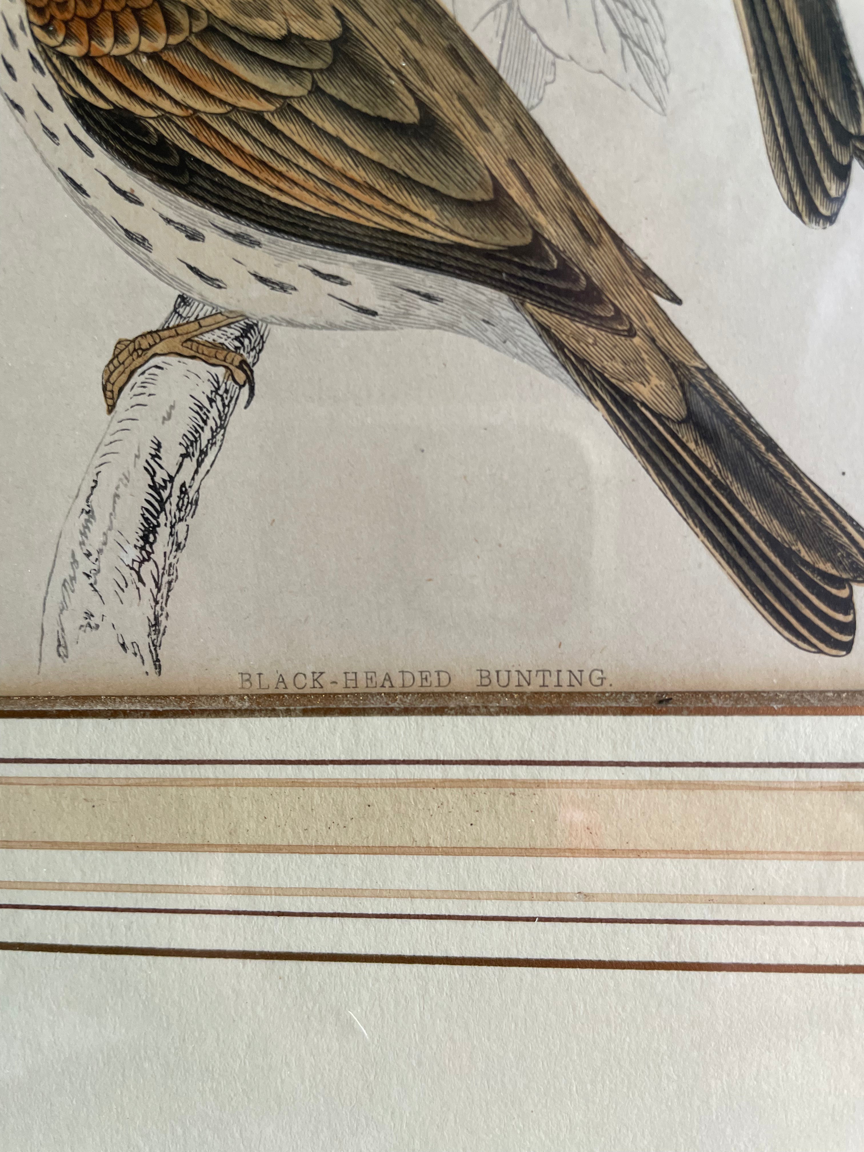 19th Century Framed Bird Print: Black-Headed Bunting