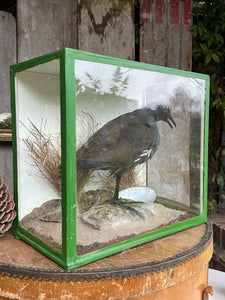 Boxed Taxidermy Moorhen